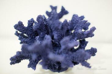 פנסיון Sea House Porto Ercole