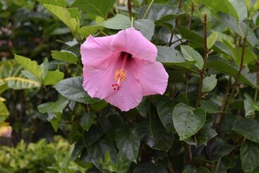 فندق صغير Hostal Lopez El Valle Cabañas