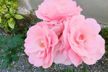 پانسیون Guest House Maxim