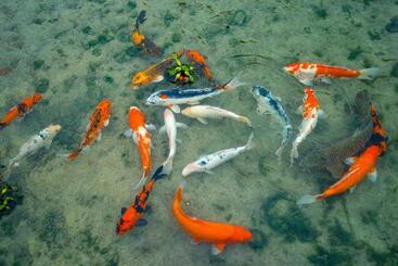 פנסיון Seiryukyou