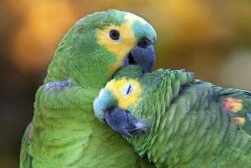 膳宿费 Pousada Dos Papagaios