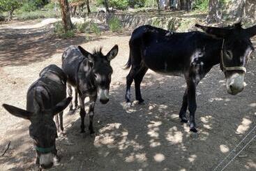 ペンション Villa Fontane Provence