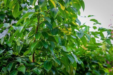 אתר נופש Ayurveda Villa 386