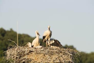 旅馆 Gasthaus Schwarzer Adler
