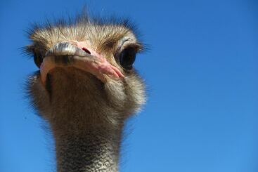 پانسیون Bakenskraal Ostrich Palace