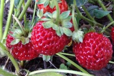 آپارتمان‌های توریست‌ها Guesthouse Kistauri