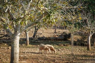 هتل Agroturismo S Arboçar