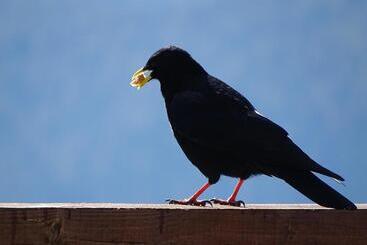 פנסיון Rifugio Col De Varda