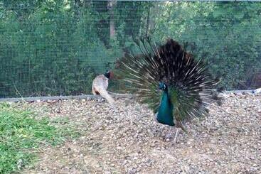 هتل Country House Villa Delle Rose Agriturismo