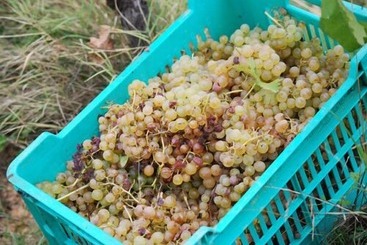 בית מלון כפרי Agriturismo Cascina Degli Ulivi