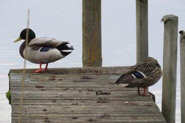 Пансион Gast & Logierhaus Am Rheinsberger See