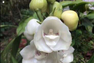 پانسیون Orquideas Del Tolima