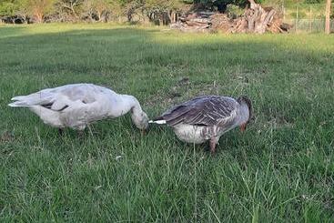 هاستل Posada Del Pio, Granja