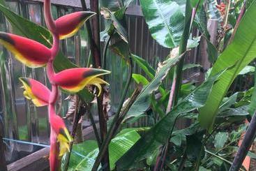 پانسیون Ayahuaska Backpackers House  Casa Completa En Alquiler