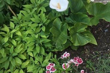 膳宿费 Guest House Milevi