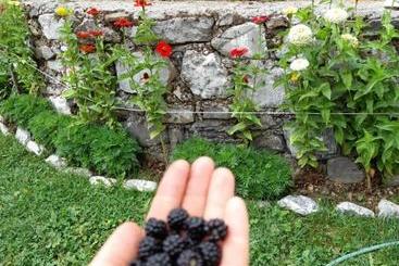 پانسیون Guesthouse Dritan Tethorja