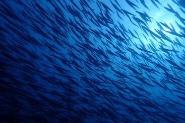 Pensão Echizen Guesthouse Tamada