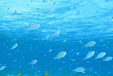 ペンション Shima Stay Holoholo