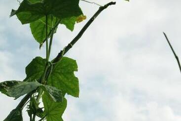 בית מלון כפרי Enshi Grand Canyon Chunlun Farmstay