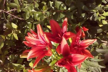 펜션 House Of Flowers