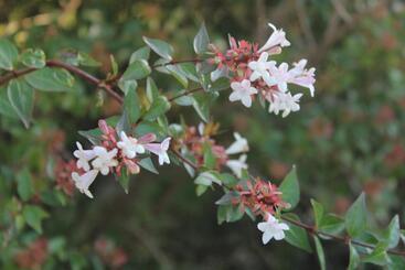 فندق صغير Melodias Posada Boutique