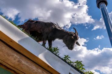 پانسیون Tihiat Kut Complex