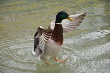 پانسیون Die Sonnenblume