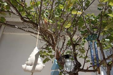 ツーリストアパートメント Faros Apartments