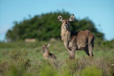 Отель Riverdene Family Lodge