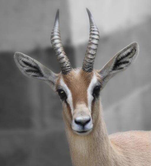 هتل Cuevas Del Mar