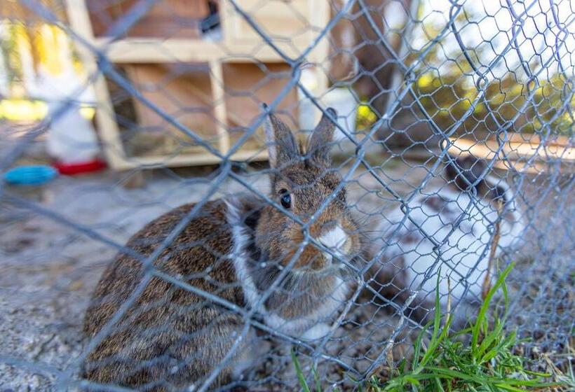 Apart Cortijo Las Piñas