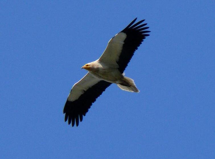 فندق De Montaña Uson