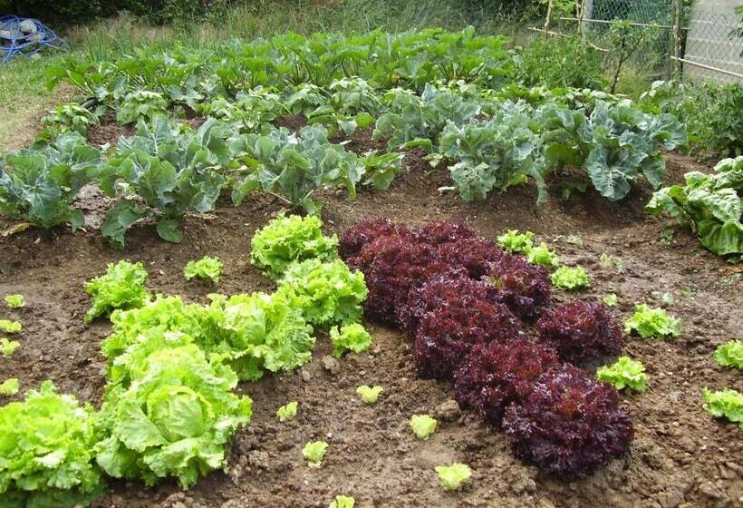 فندق De Montaña Uson