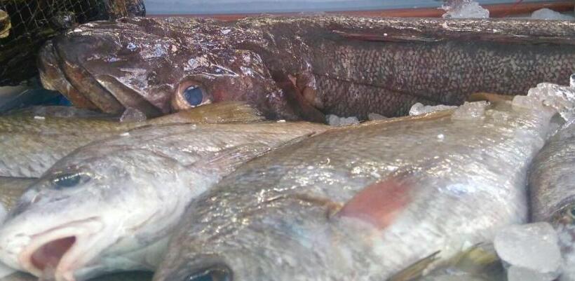 ホテル La Española