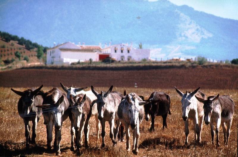 فندق María Luisa