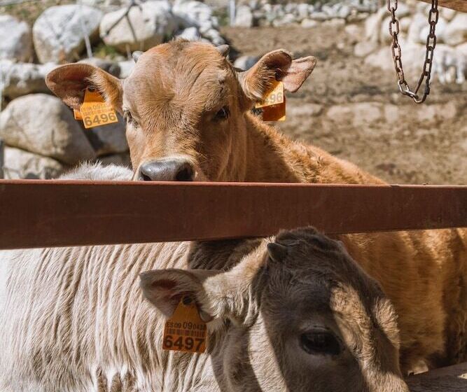 ホテル Farré D'avall