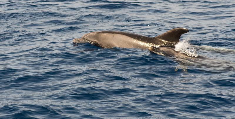 酒店 Jardin Tecina