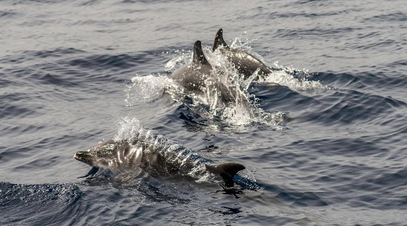 酒店 Jardin Tecina