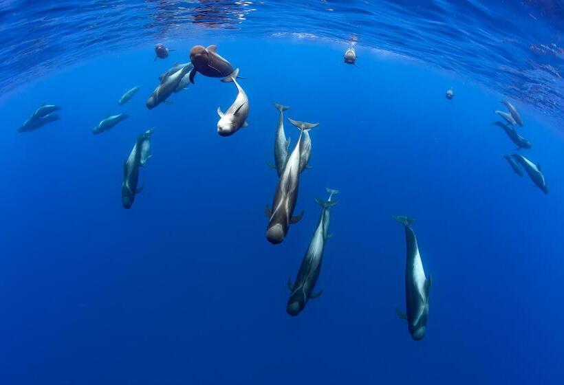 فندق Landmar Costa Los Gigantes Family Resort