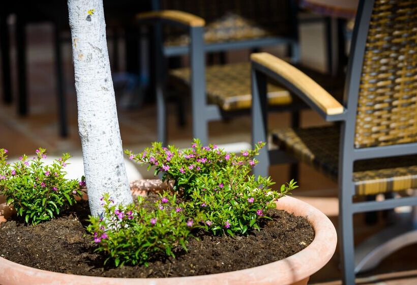 فندق Monarque El Rodeo