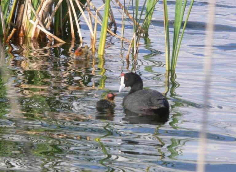 هتل Mlc Benavente