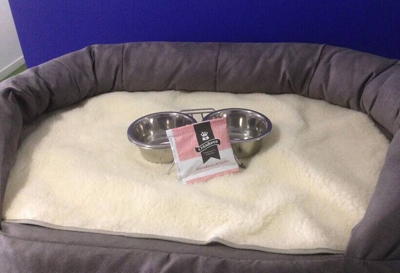 مسافرخانه Casual Gurea