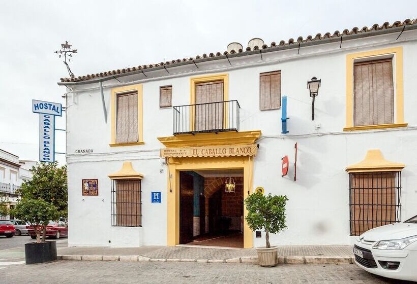 ホテル Hostal El Caballo Blanco