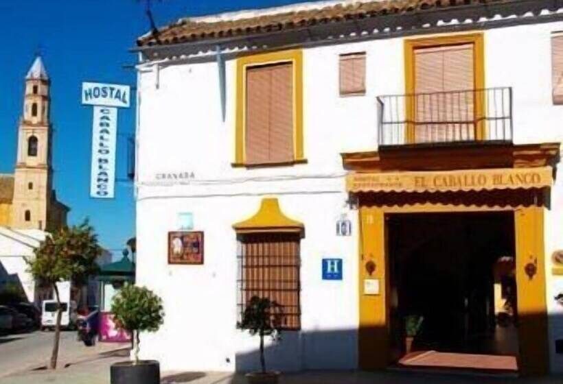 ホテル Hostal El Caballo Blanco