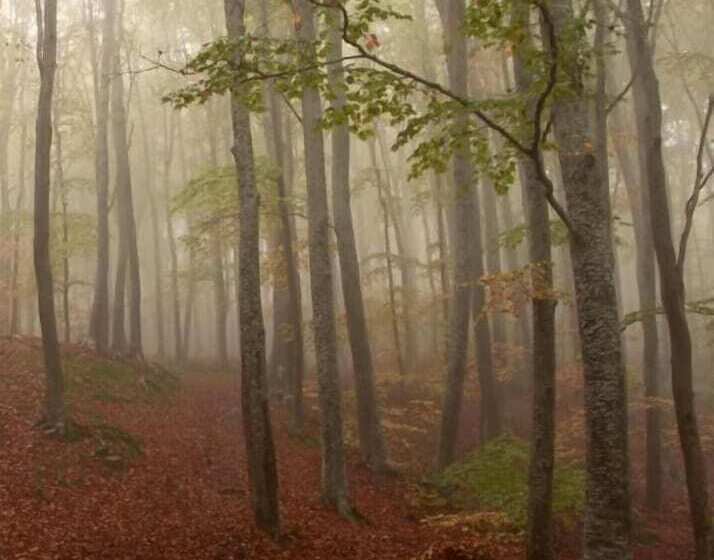 Отель Hostal Las Nieves