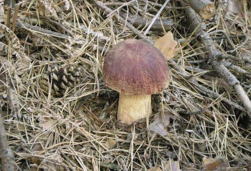 ホテル Los Perales