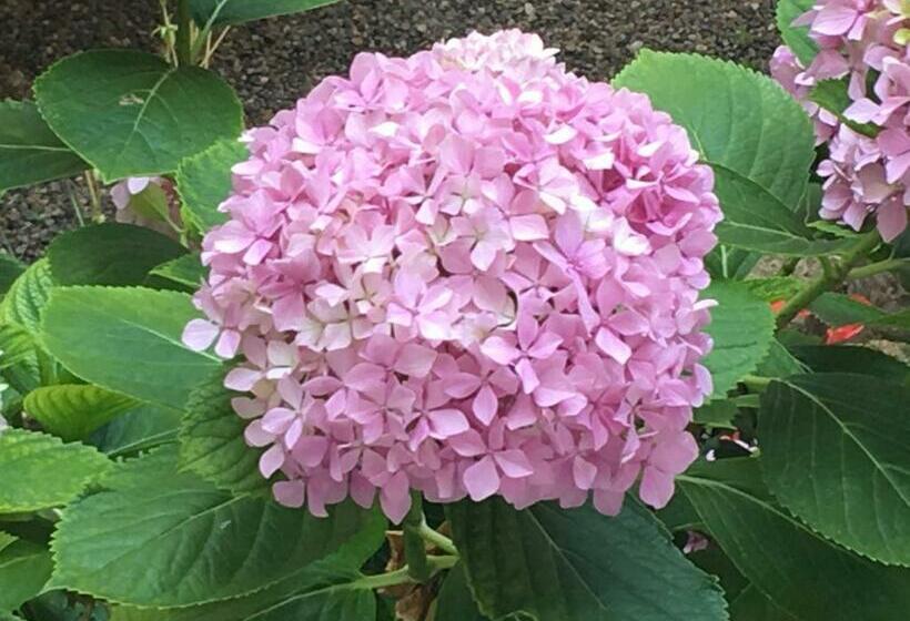 호텔 Rosa Dels Vents