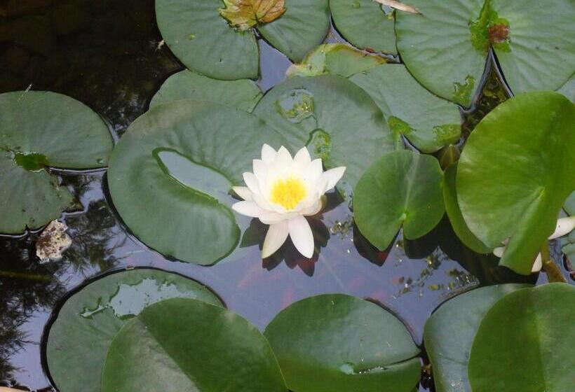 فندق ريفى El Carmen