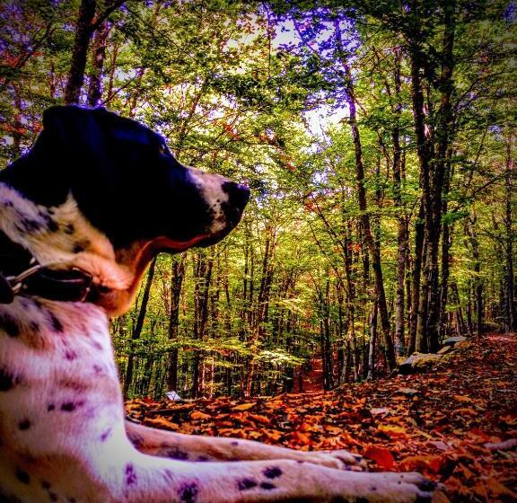 فندق ريفى Río Escabas, Serranía De Cuenca