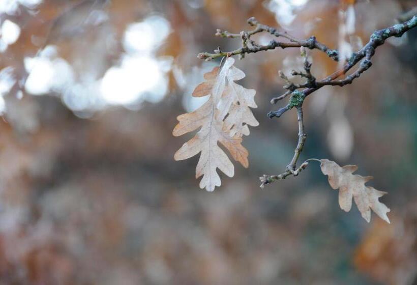 乡村酒店  Rural Santa Inés